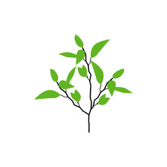 longan tree vector isolated, tree in the yard.