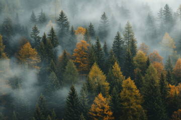 Autumnal hues paint a forest scene, where the mist weaves through the trees, creating a mystical...