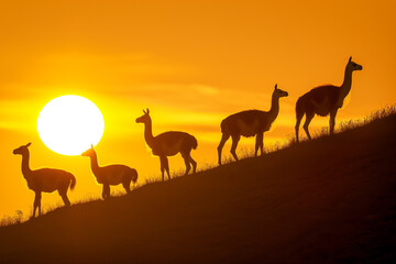 The golden hour casts serene silhouettes of a herd of guanacos on a hillside, capturing the tranquil end of a day in the wild.