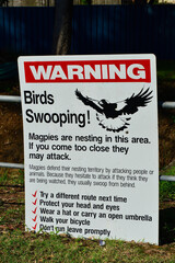 A sign warning about swooping magpies in the area.