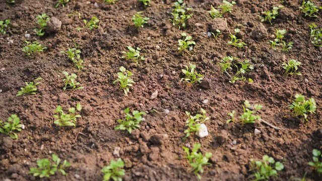 Basil plants are grown in organic plots.