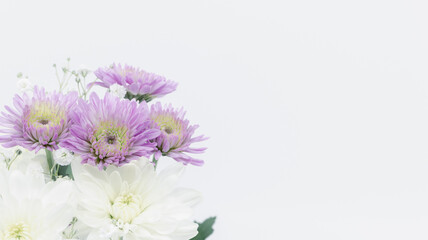紫と白の菊の花　喪中　葬儀　葬式　コピースペース　白背景