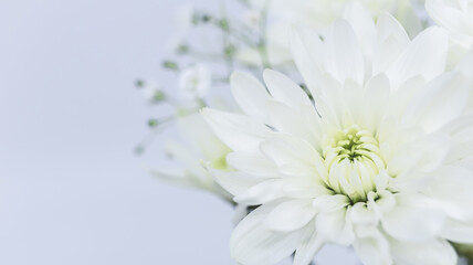 白い菊の花　葬儀　葬式　喪中ハガキ　コピースペース