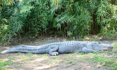 Alligators have a long, rounded snout that has upward facing nostrils at the end.