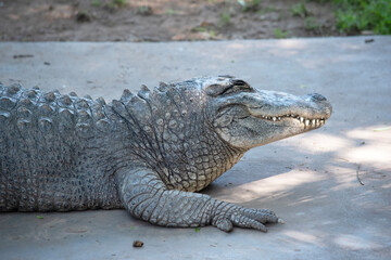 Alligators have a long, rounded snout that has upward facing nostrils at the end.