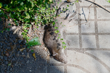 The rat lay dead on the cement floor of the corridor beside the concrete road with natural...