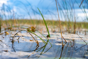 low level view along the water surface of wetland swamp in the Everglades National Park