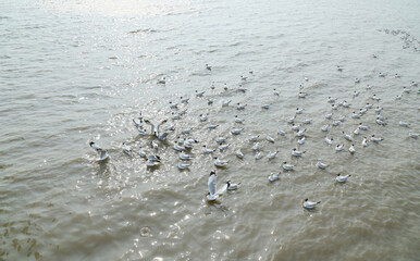 Views of Many seagulls were searching for food on the surface of the water and mud on the sea with natural background in Thailand.