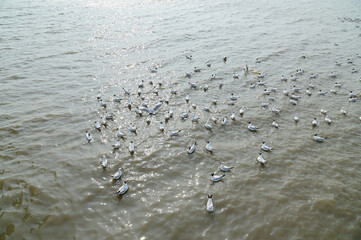 Views of Many seagulls were searching for food on the surface of the water and mud on the sea with natural background in Thailand.