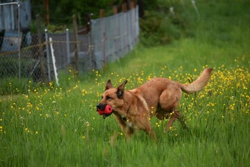Naklejka premium a red shepherd dog with a red toy in its mouth runs along the green grass