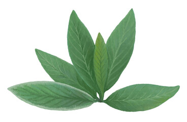Sage herb leaf png sticker, healthy food, transparent background