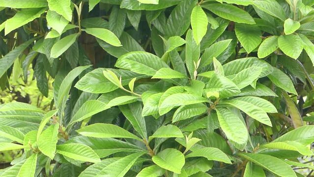 green leaves of loquat with soft rain