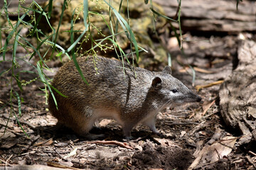 Southern brown Bandicoots are about the size of a rabbit, and have a pointy snout, humped back, thin tail and large hind feet