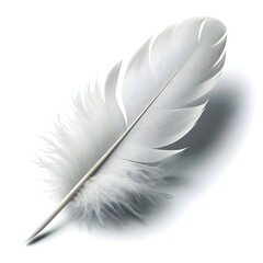feather isolated