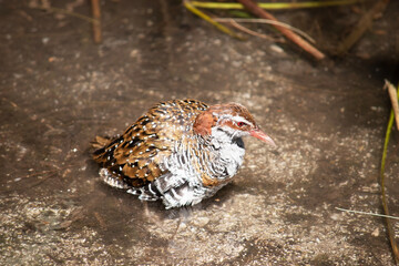 The Buff-banded Rail has a distinctive grey eyebrow and an orange-brown band on its streaked...