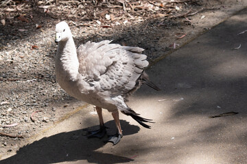 The Cape Barren Goose is a very large, pale grey goose with a relatively small head. It has rows of large dark spots in lines across the shoulders and wings.