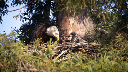 An American Bald Eagle feeding two eaglets in a tree