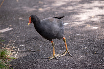 the dusky moorhen is a water bird which has all black feathers with an orange and yellow frontal...