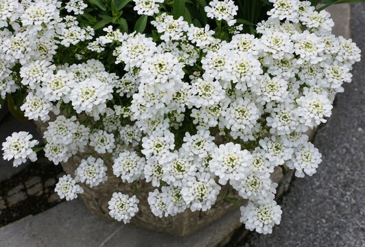 Closeup of the white candytuft 'Snowsurfer Forte' flowers blooming in the Spring