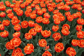 Bright red and yellow Foxy Foxtrot Tulip at full bloom in the Spring