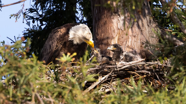 An American Bald Eagle feeding two eaglets in a tree