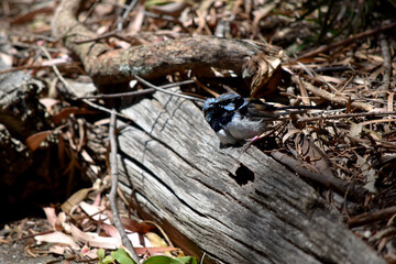 Male fairy wrens have rich blue and black plumage above and on the throat. The belly is grey-white and the bill is black.