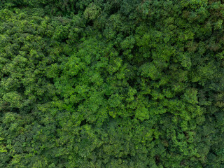 Aerial view of trail hiding in beautiful tropical forest mountain landscape in spring