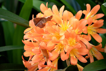 the bright orange flowers bring a touch of spring