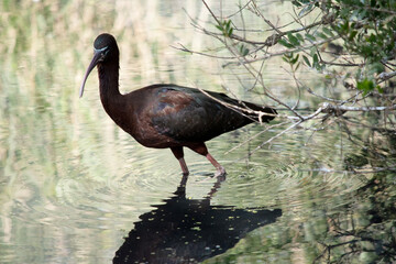 The glossy ibis neck is reddish-brown and the body is a bronze-brown with a metallic iridescent sheen on the wings.