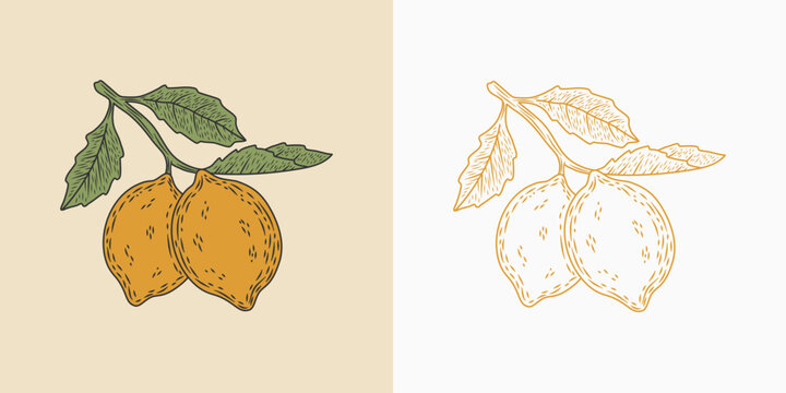 Hand drawn lemon with leaves vector illustration in vintage style.