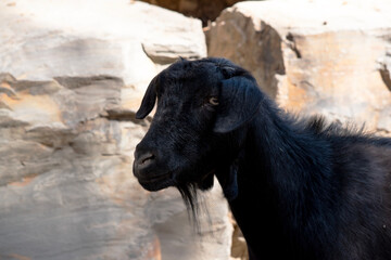 goats are farm animals that have  horns that arch backward, a short tail, and straighter hair.