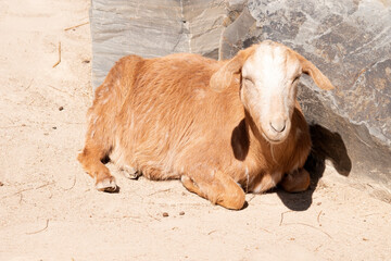 Goats are farm animals that arch backward, a short tail, and straighter hair.
