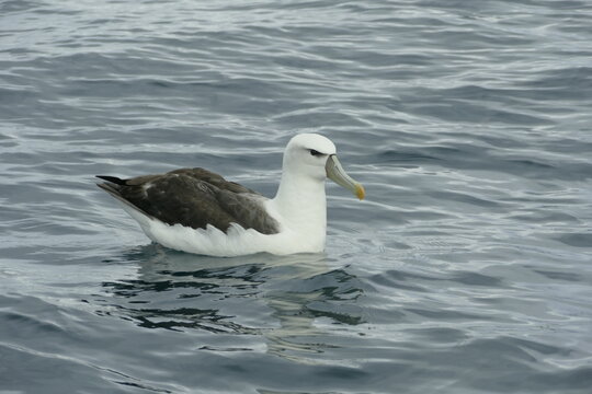 White-capped Mollymawk floating on sea tasman bay new zealand