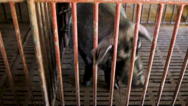 Black pigs are raised for breeding.