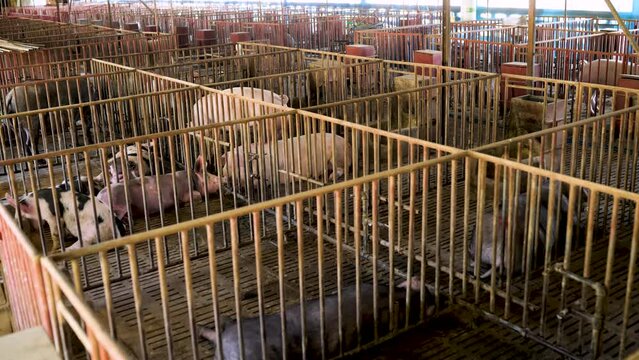 Raising pigs in dirty barns.