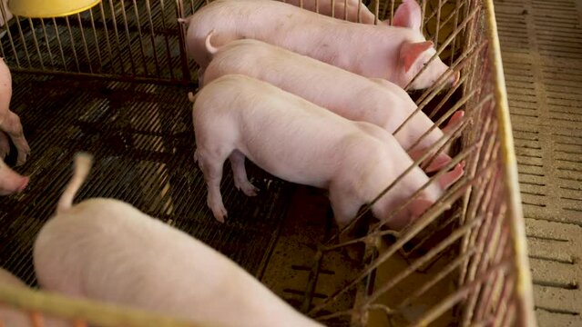 Pig feeding trough in a dirty barn.