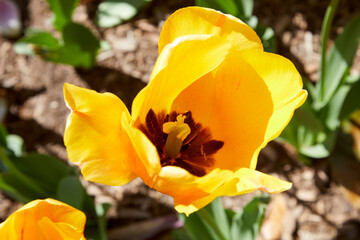 Closeup of yellow tulip in a spring garden