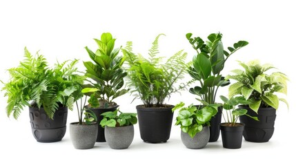 Collection of potted indoor houseplants in black decorated pots.