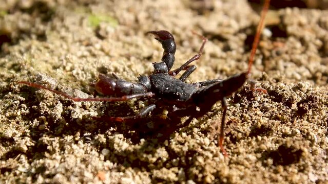 a scorpion or Scorpiones, on standby with claws and tails containing poison.