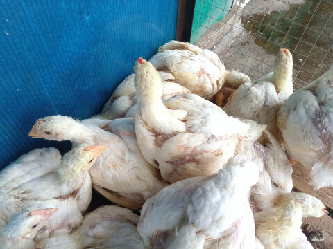 A group of white broiler chickens in a cage. This broiled chicken is consumed by many people.