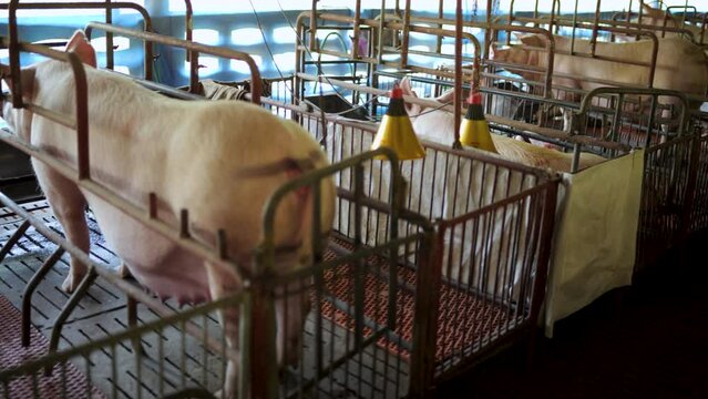 Raising pigs in dirty barns.