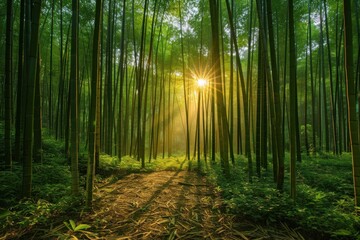 Fototapeta na wymiar Tranquil bamboo forests with sunlight streaming through the tall stalks, casting intricate shadows on the ground.