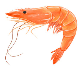 PNG Boiled shrimp, seafood illustration, transparent background