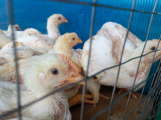 A group of white broiler chickens in a cage. This broiled chicken is consumed by many people.