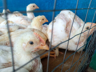 A group of white broiler chickens in a cage. This broiled chicken is consumed by many people.