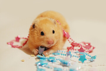 Golden Hamster in the Holiday Season