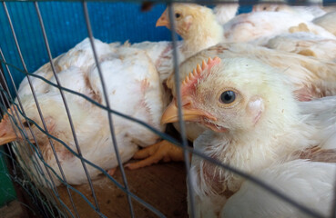 A group of white broiler chickens in a cage. This broiled chicken is consumed by many people.