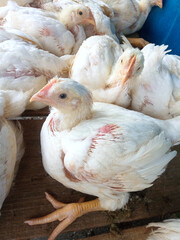 A group of white broiler chickens in a cage. This broiled chicken is consumed by many people.