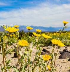 Desert Gold Wildflowers in Panamint Valley, Death Valley National Park, California, USA