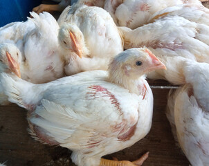 A group of white broiler chickens in a cage. This broiled chicken is consumed by many people.